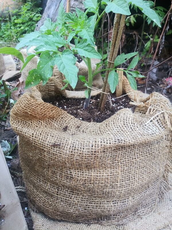 Use burlap sacks for growing plants.