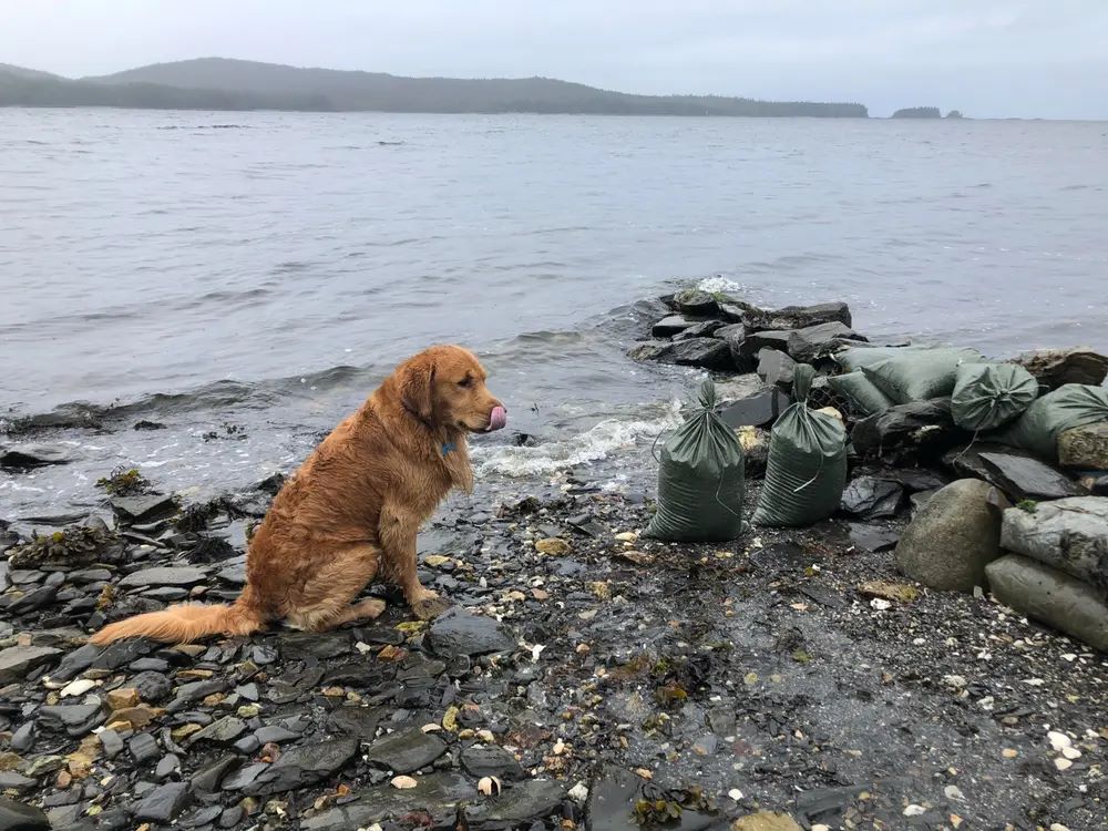 green sandbags for beach erosion