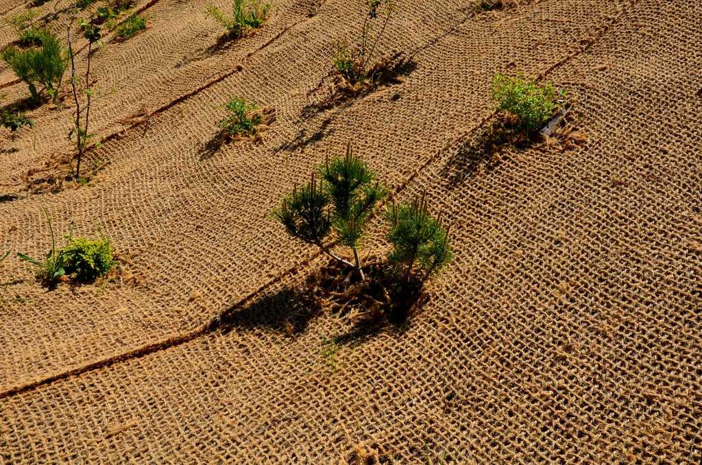 700 Gram Coir Matting (4 ft x 164 ft) - Erosion Control Netting (Biodegradable)