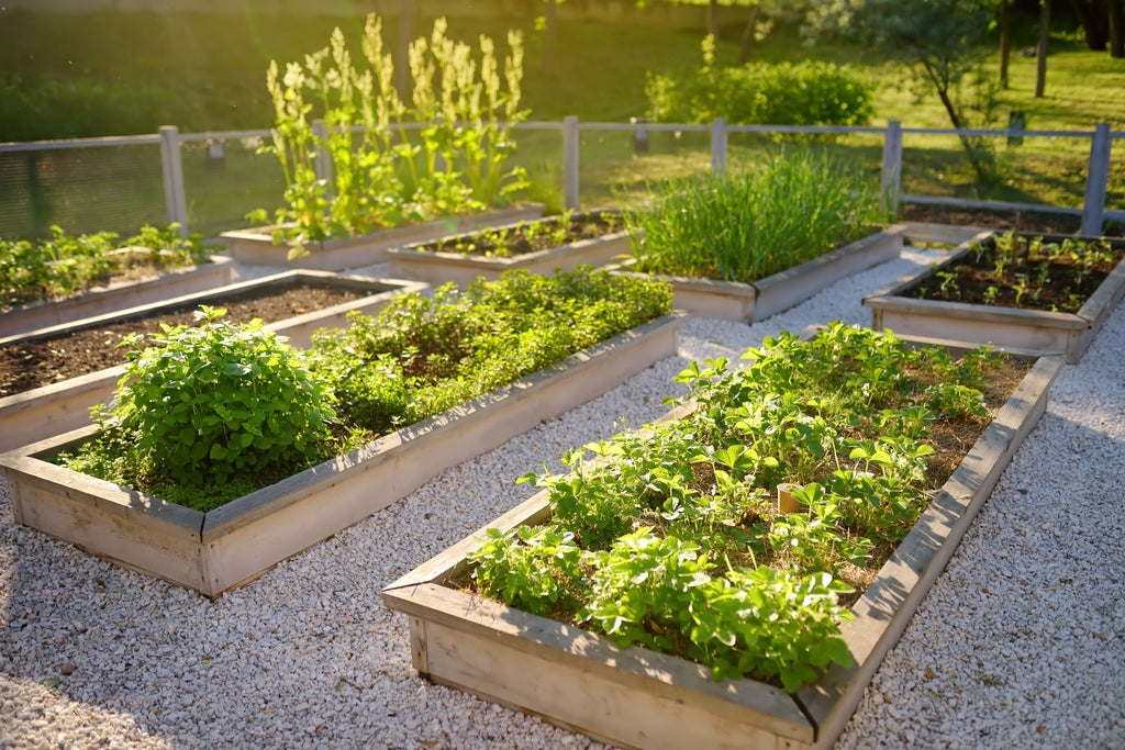 timber nails for raised garden beds