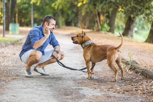 nylon webbing dog leash