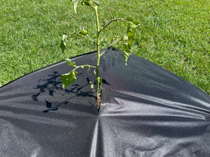 Tree mat prevents weed growth around tree