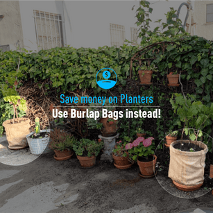 Save money on Planters. Use Burlap Bags instead!