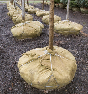 use natural burlap made of jute for root ball covers