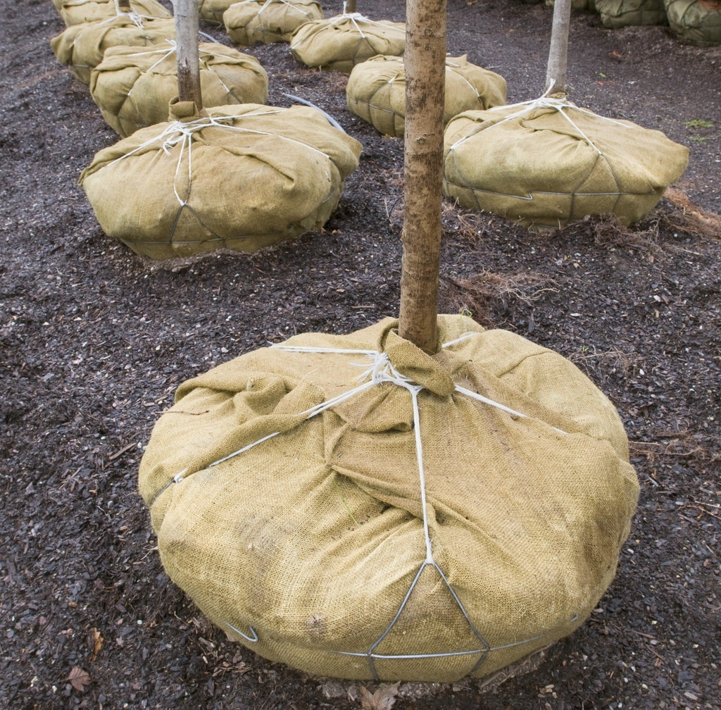 Burlap Root Ball Covers for protecting plants during transport.