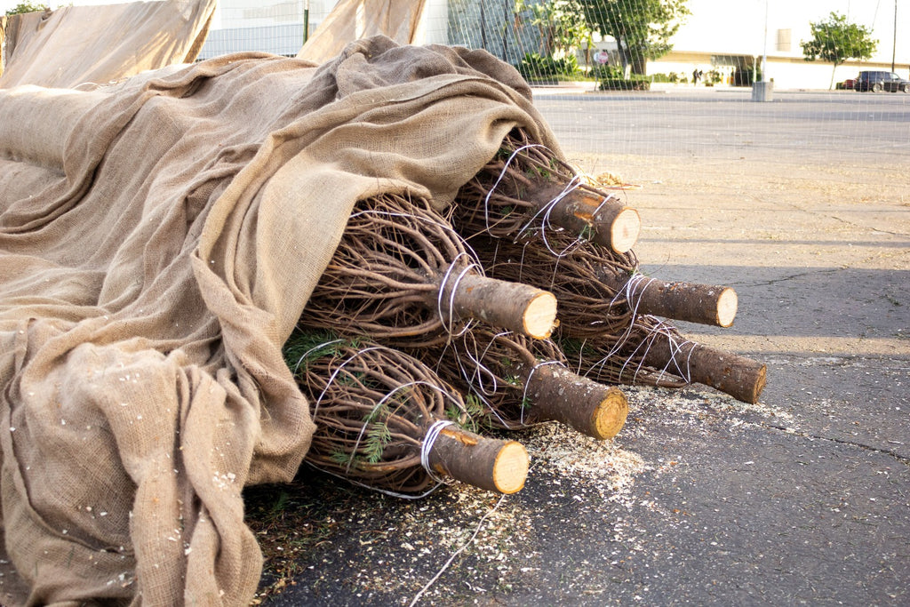 Cover trees with natural burlap squares
