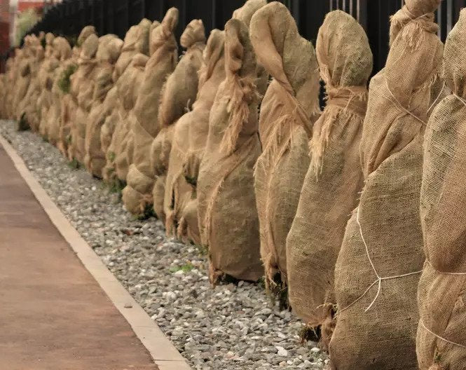 Burlap Plant Covers for Outdoor Trees & Shrubs - Food Grade