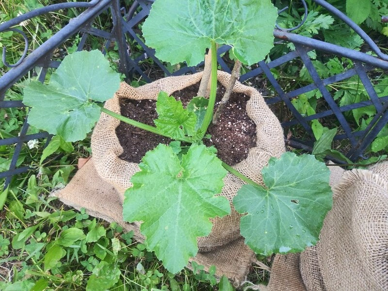 Burlap Bags hold soil and make a great pot for plants.