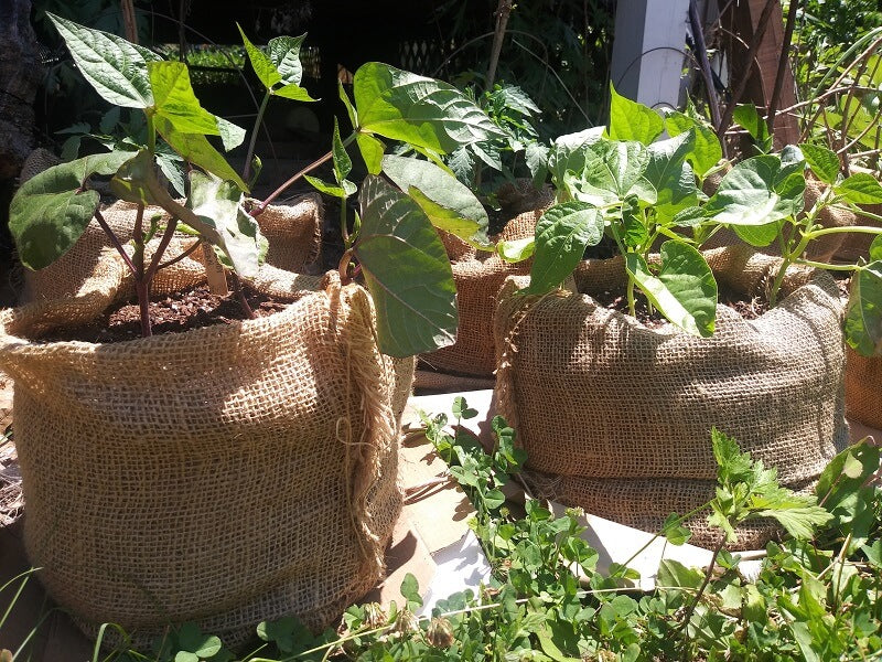 burlap potato sacks are great for gardening because they biodegrade into the soil acting like a ferilizer for your plants.