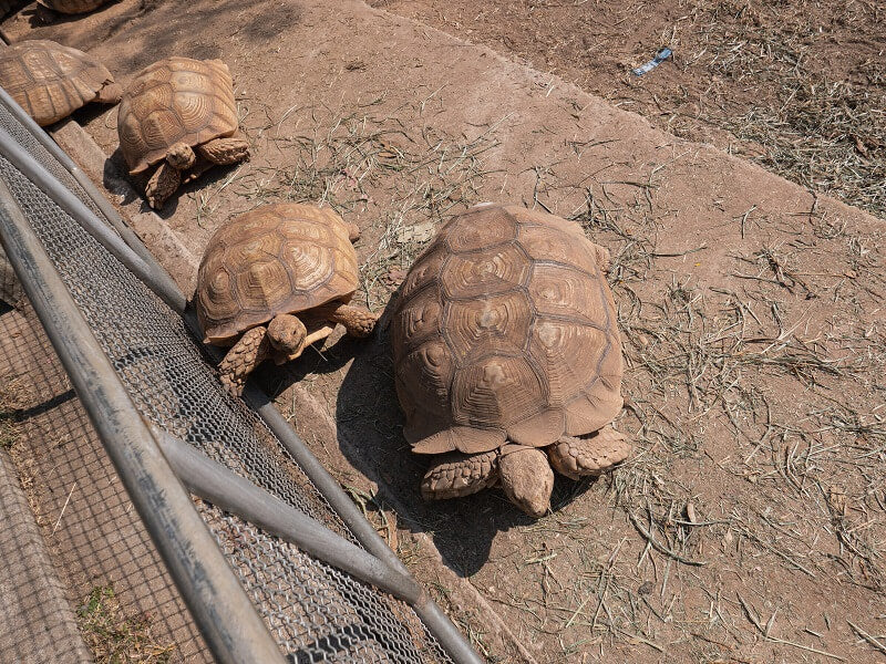 desert tortoise fence